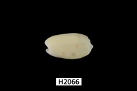 藏品(棋盤榧螺)的圖片